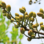 pistacho-castilla-leon-0218