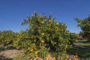 naranjas Andalucía