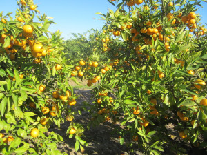 Martinavarro Ballester Portugal