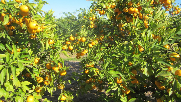 precio naranjas mandarinas