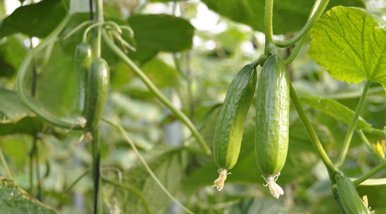 Alemania consumo pepino