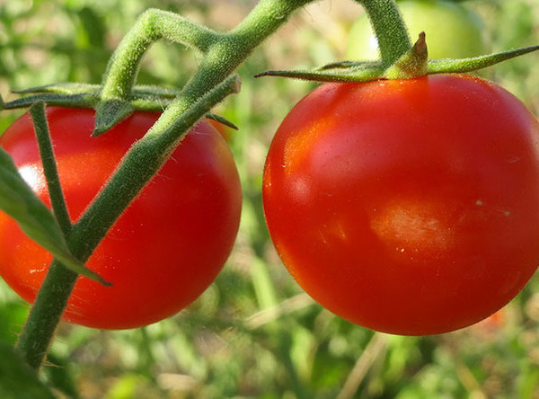 Syngenta Minecto tomate