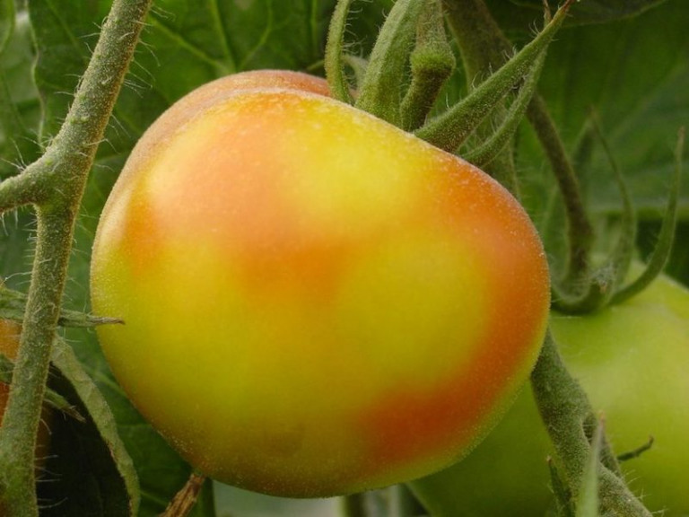 rugoso tomate Marruecos