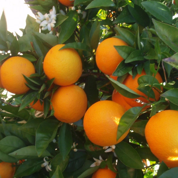 España precios sequía