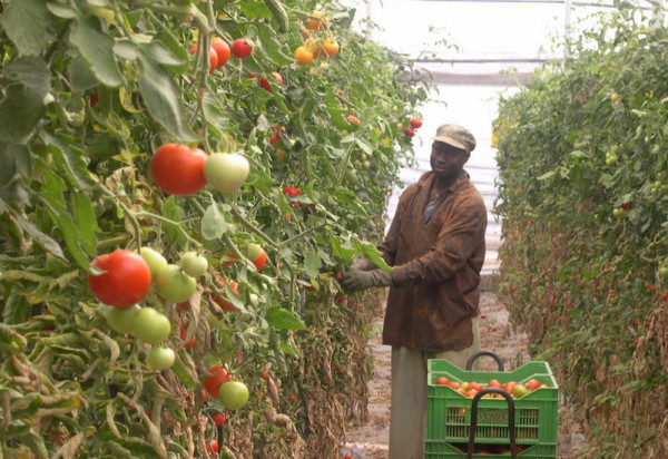 empleo sector agrario