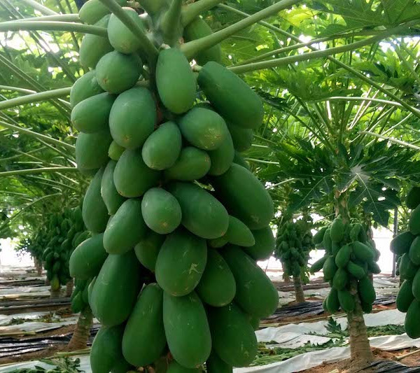 Chile papaya Brasil