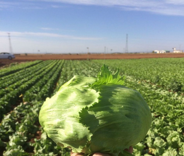 Billa Austria promos