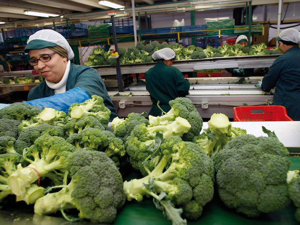 optimismo frutas hortalizas