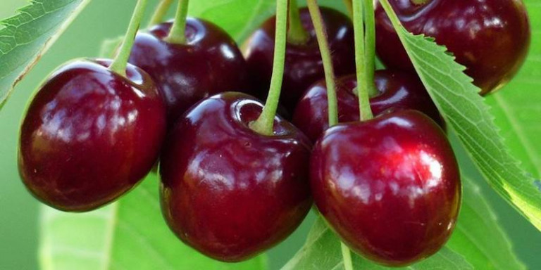 Gobierno ayudas Jerte