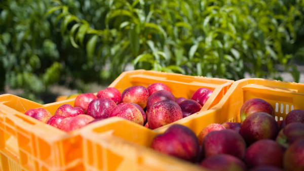 Murcia exportaciones hortofrutícolas 2023