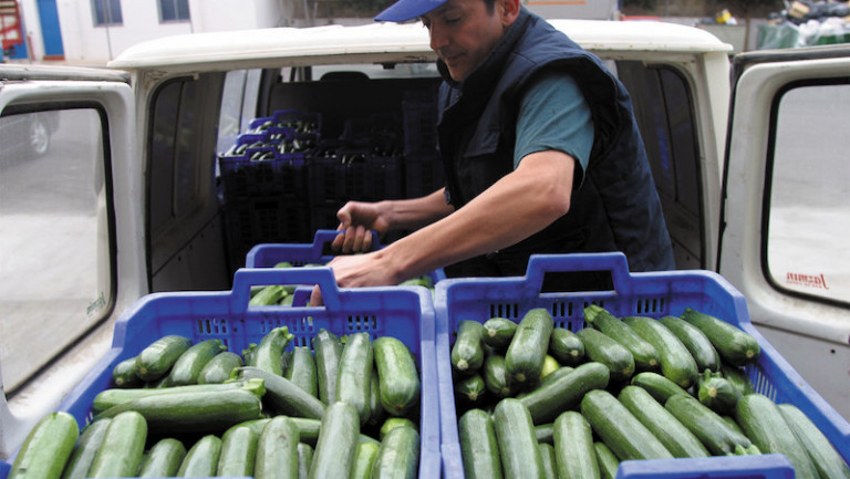 calabacín verde berenjena rayada