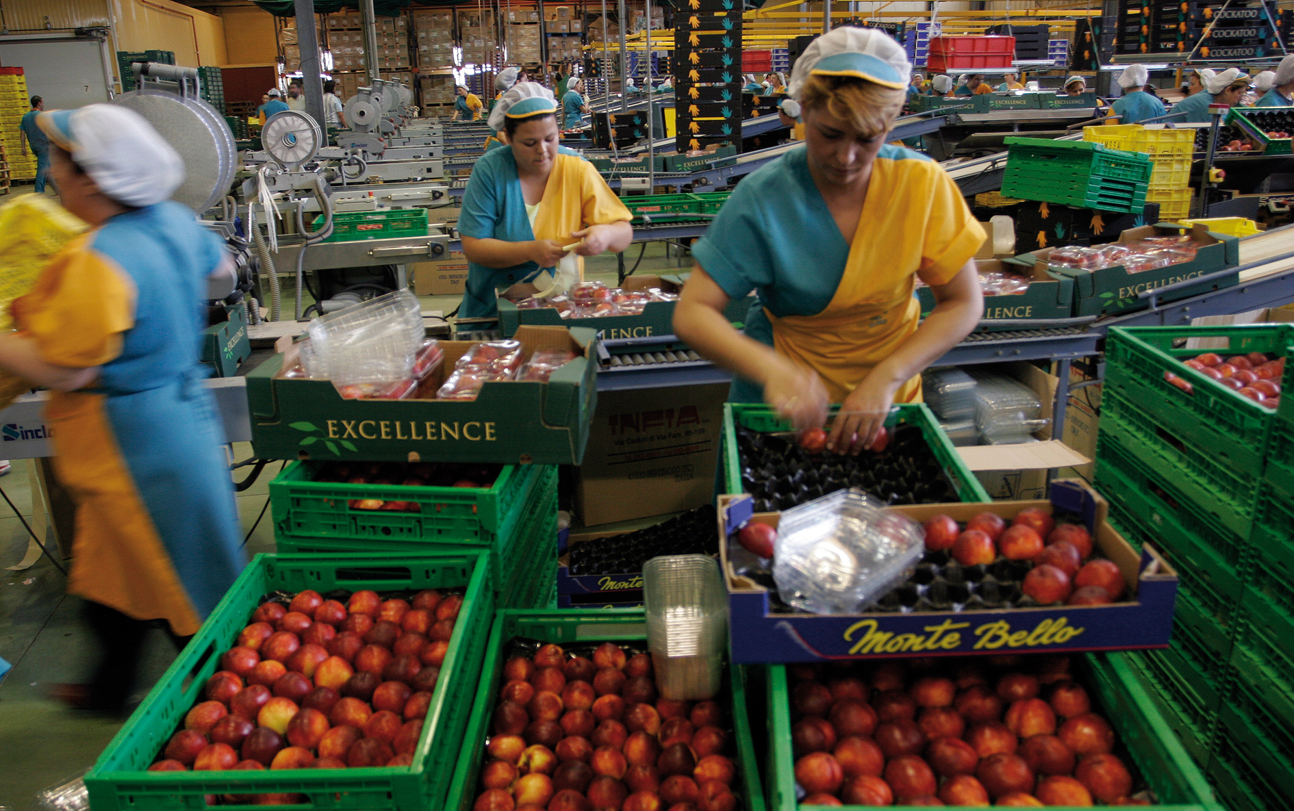 exportación frutas hortalizas