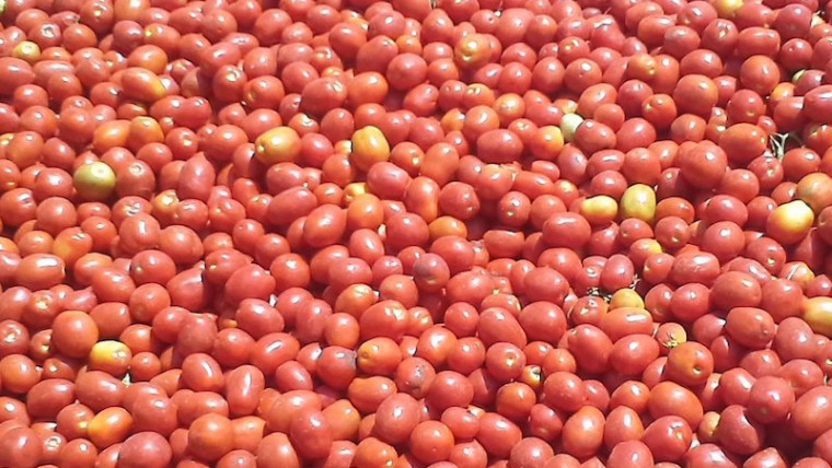 tomate industria Andalucía hectáreas