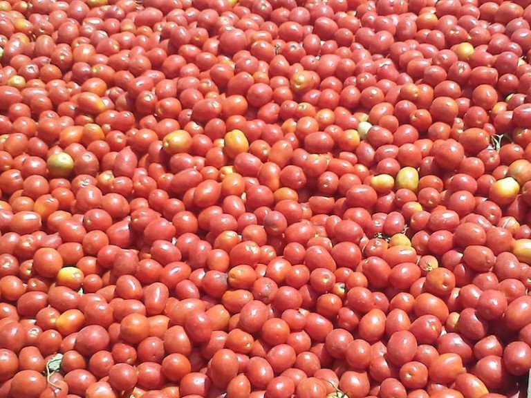 tomate industria Andalucía hectáreas