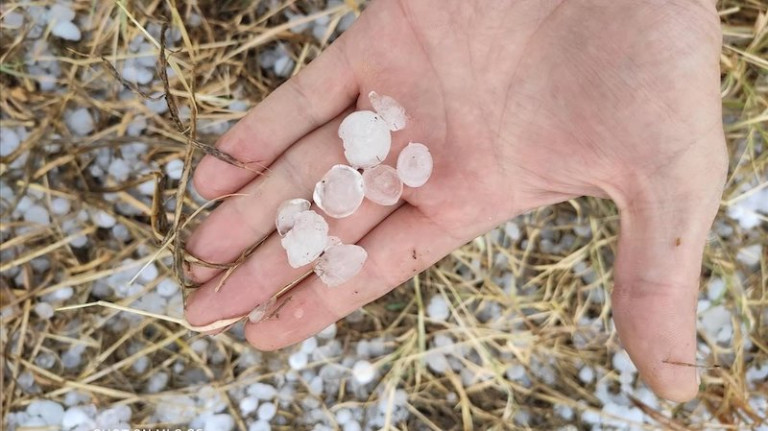 granizo fruta de hueso