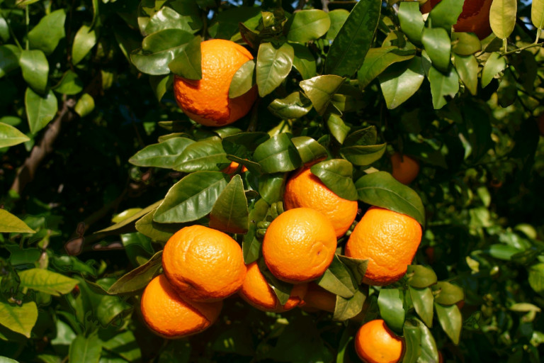 Mercadona mandarina