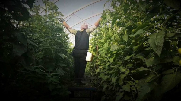 horticultores precios frutas hortalizas cítricos