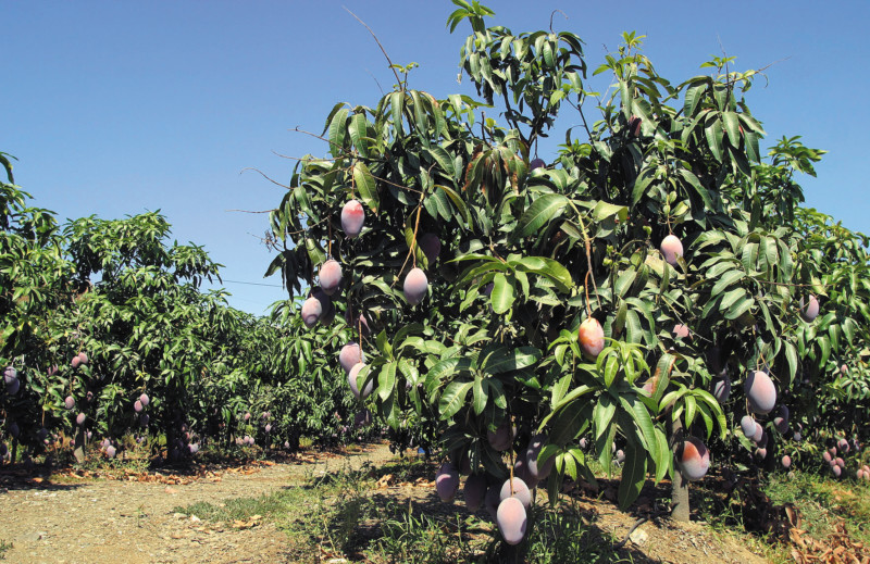 Cultivo de mango en la Axarquía malagueña.