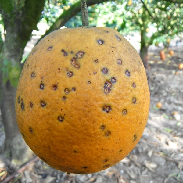 Sudáfrica mancha negra