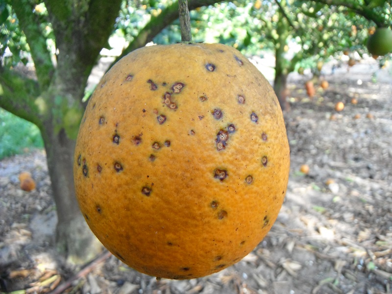 Sudáfrica mancha negra