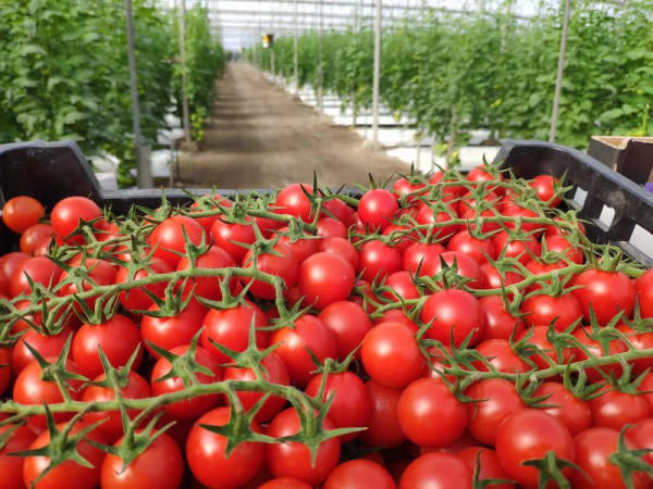 protesta Francia tomate marroquí