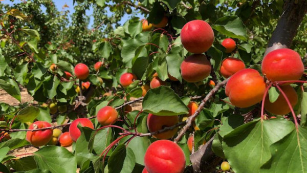 Grecia mosca oriental de la fruta