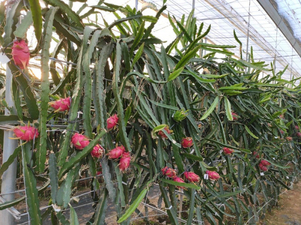 Ecuador pitahaya China exportación