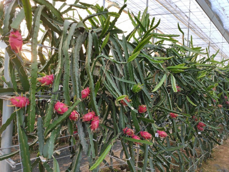 Ecuador pitahaya China exportación