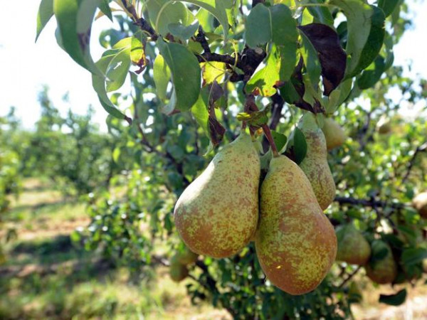 producción pera España