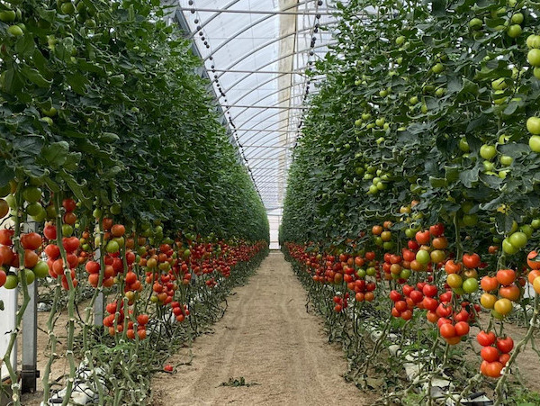 agua tomates