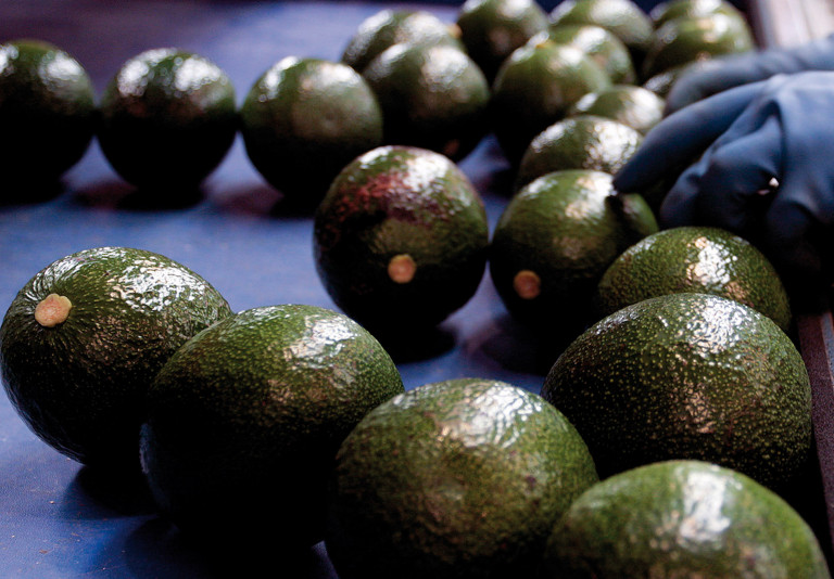 Citrosol postcosecha aguacate lima