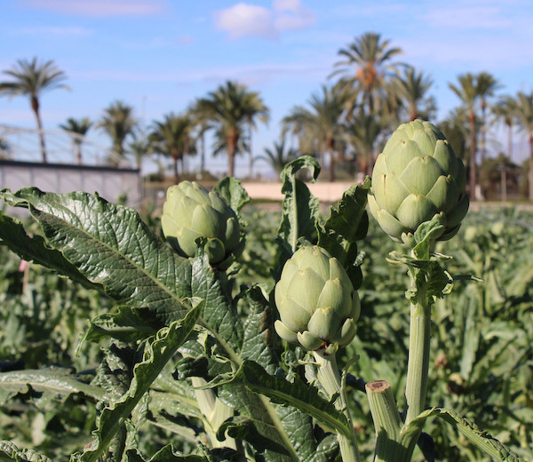 Cataluña Valencia alcachofa