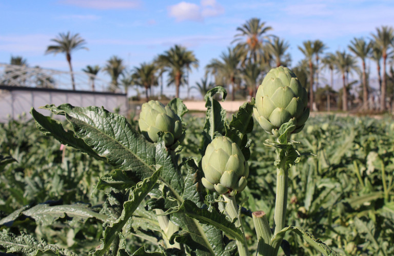 Cataluña Valencia alcachofa