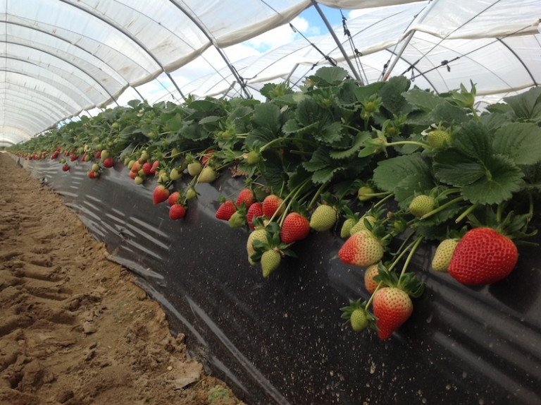 desinfección suelos berries