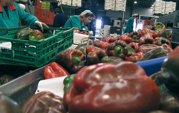 exportadores frutas hortalizas