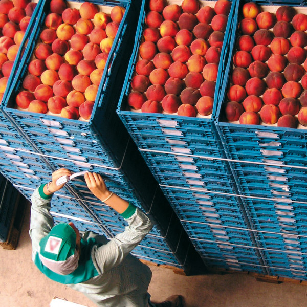 fruta de hueso Alemania