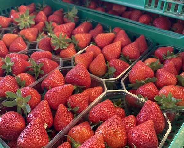 Fresas británicas calibre