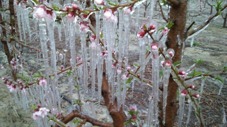 sector frutícola cataluña