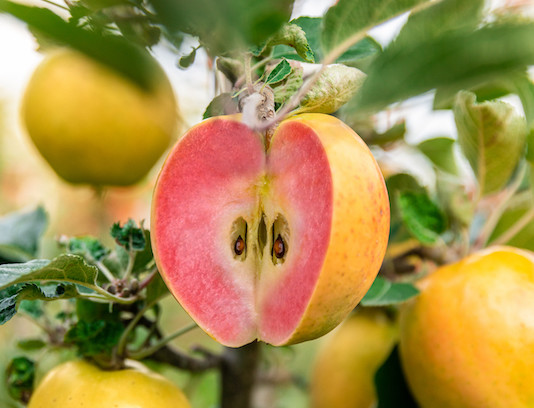 manzanas Kissabel®