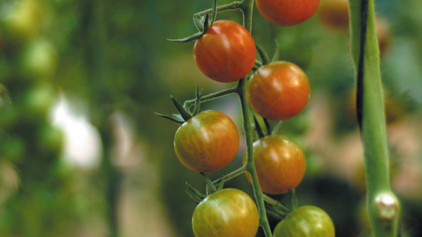 Holanda tomate cherry