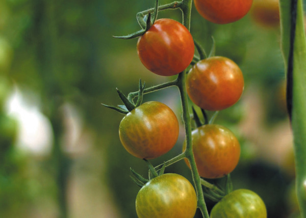 Holanda tomate cherry