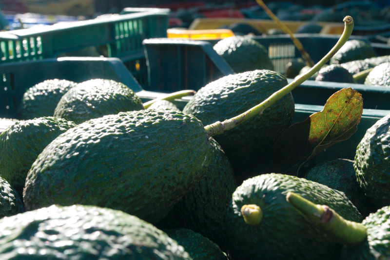 exportadores aguacate