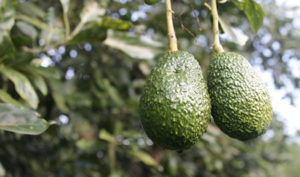 Perú aguacate
