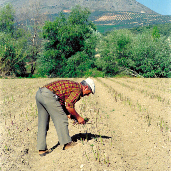 espárrago campaña precio