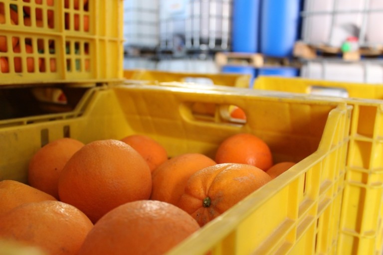 Marruecos exportación cítricos