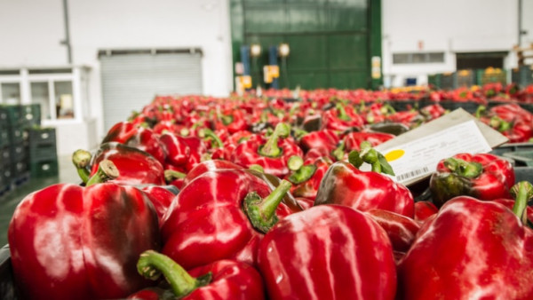 pimiento California precios