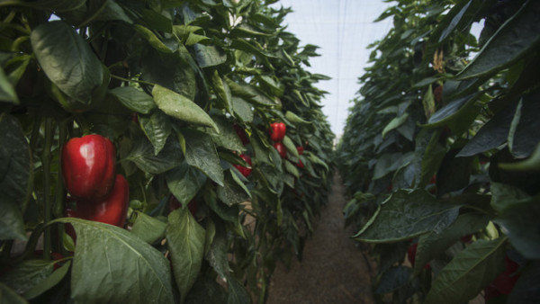 Atlántica Agrícola cambio climático