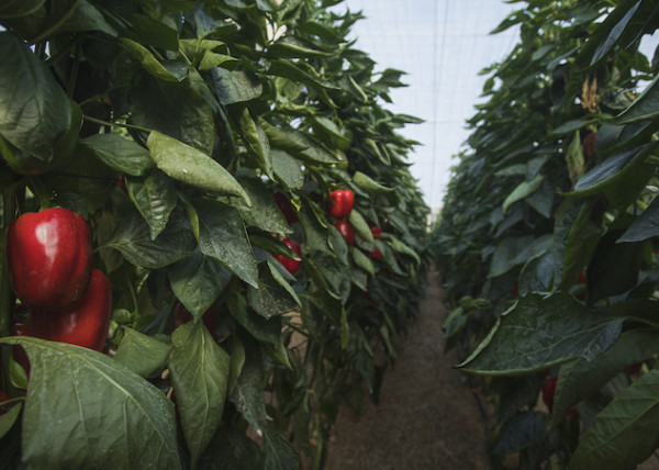 Atlántica Agrícola cambio climático