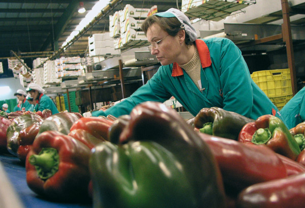 exportación frutas hortalizas