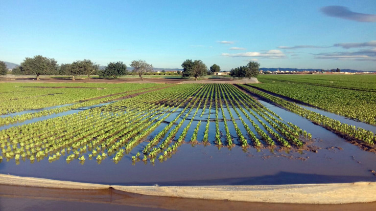 hortícolas frutos rojos lluvias